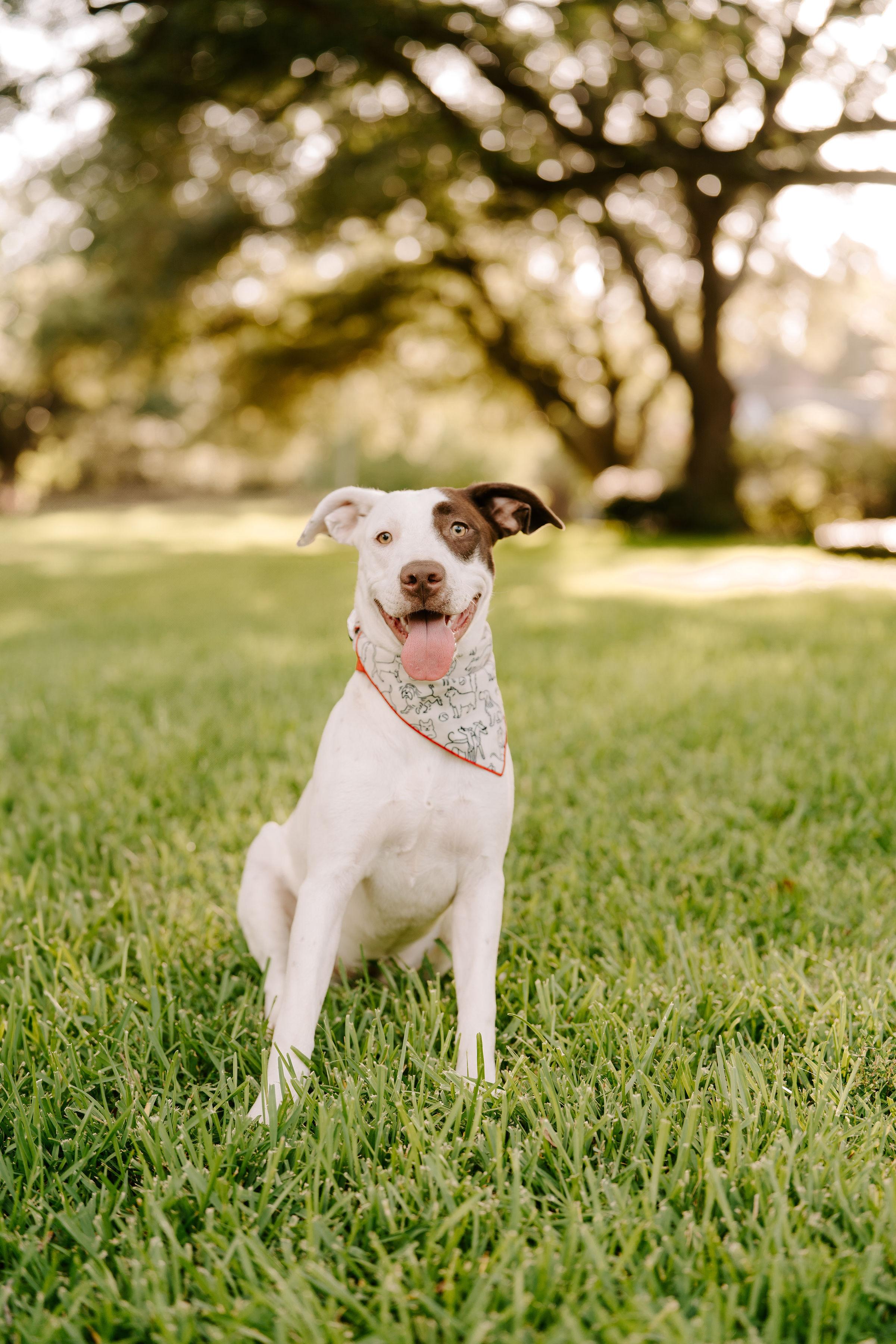 Daisy, an adoptable Pit Bull Terrier, Labrador Retriever in Butte, MT, 59701 | Photo Image 5