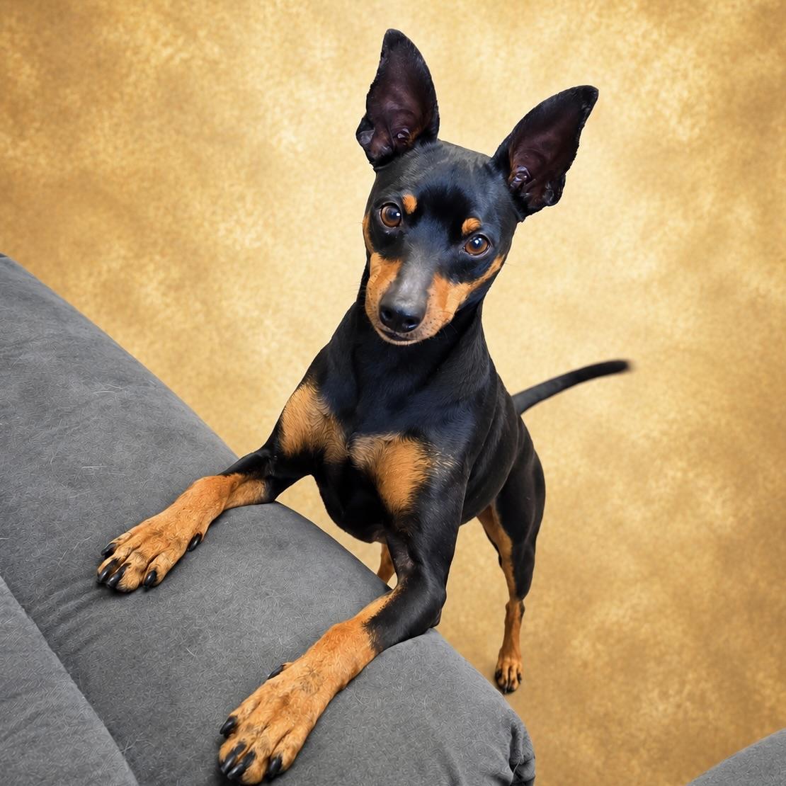 Bugsy, a Adoptable mixed breed in Long Beach, WA image 3/4