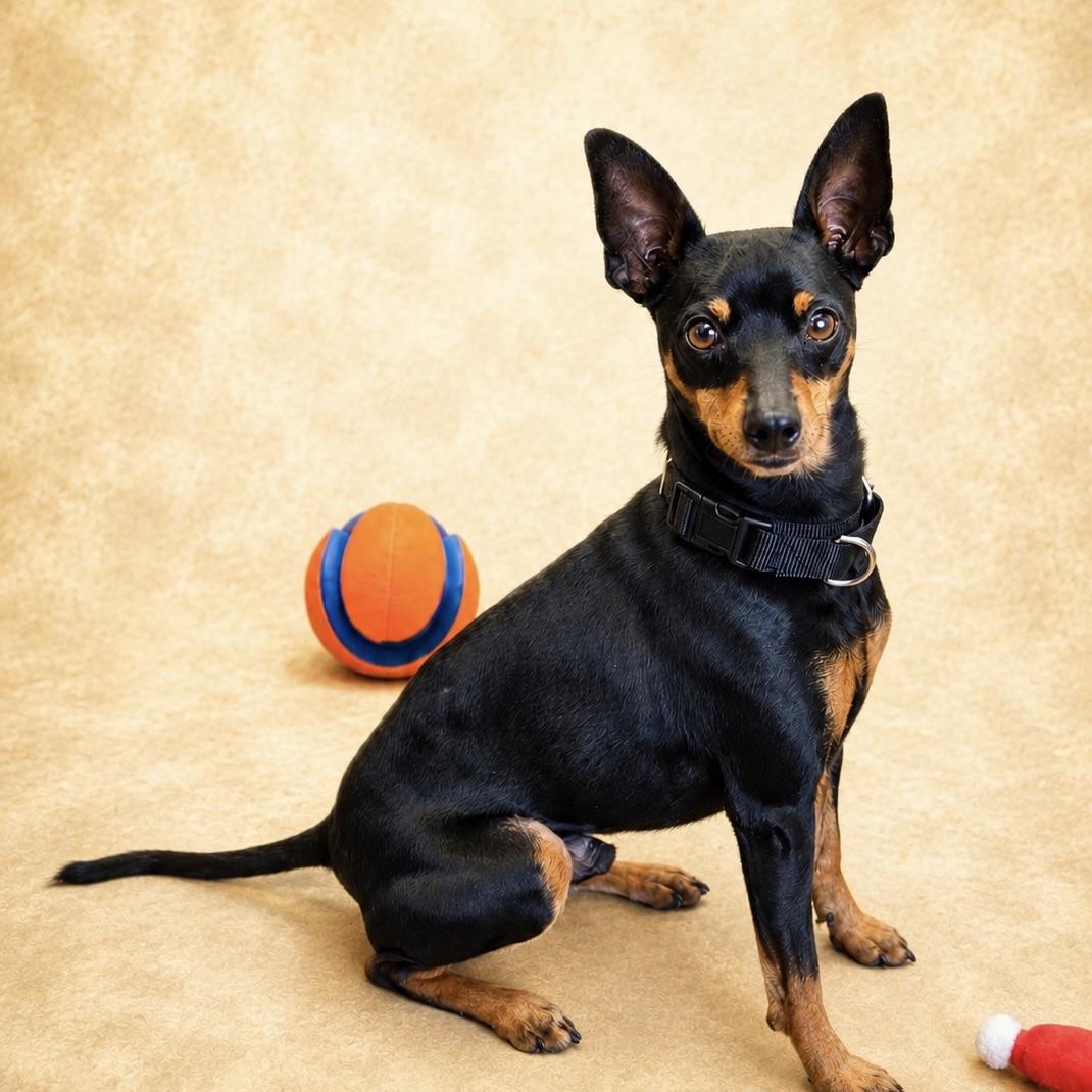 Bugsy, Adoptable, Adult Male Miniature Pinscher.