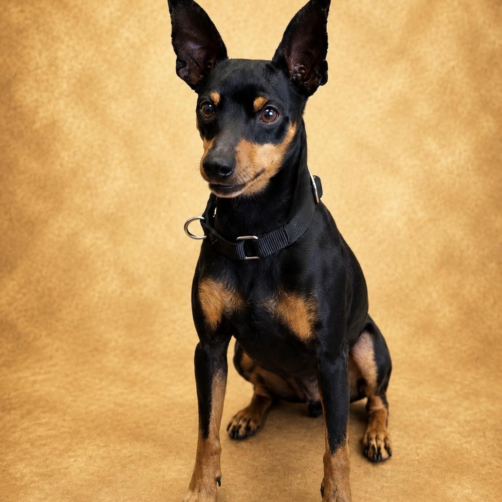 Bugsy, a Adoptable mixed breed in Long Beach, WA image 2/4