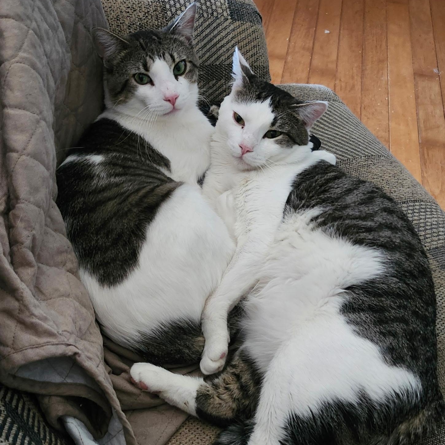 Enlarge Leo, a Adopted Domestic Short Hair in Spring Lake Park, MN image 3/3