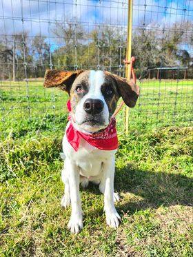 Cowboy, Adoptable, Young Male Shepherd.