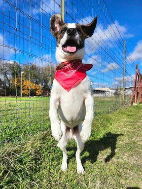 Cowboy, a Adoptable mixed breed in Clifton, TX image 3/5