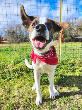 Cowboy, a Adoptable mixed breed in Clifton, TX image 5/5