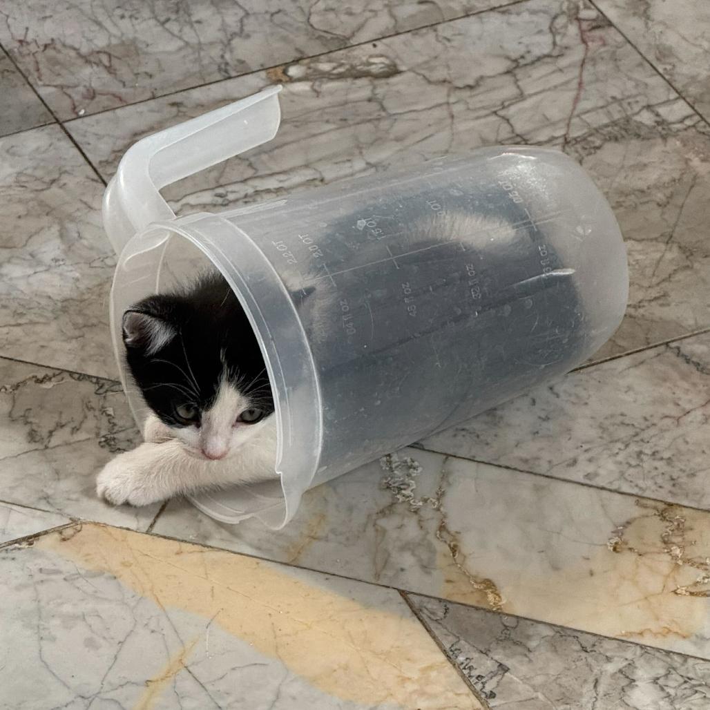 Willow, Adoptable, Kitten Female Domestic Short Hair.