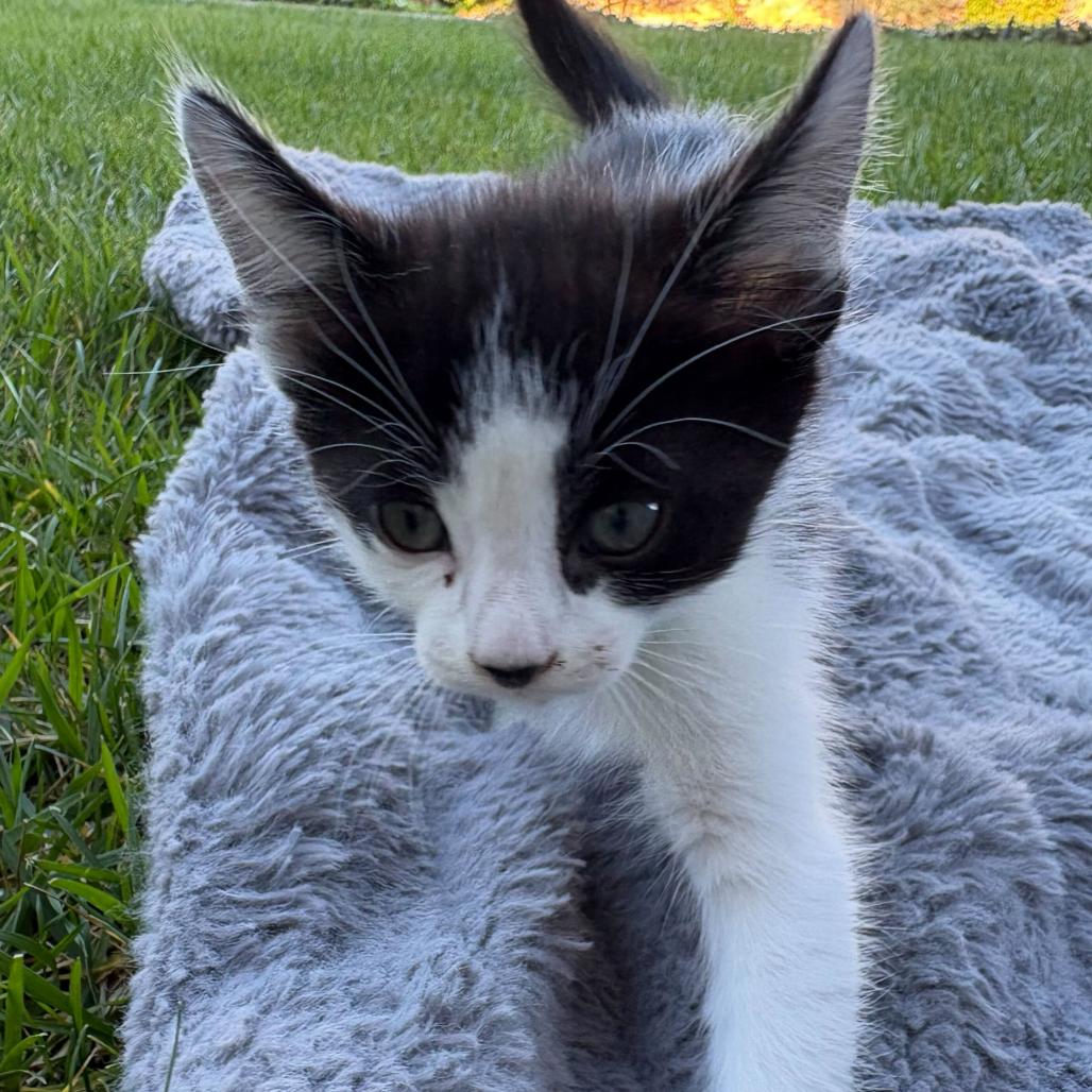 Enlarge Willow, a Adoptable Domestic Short Hair in Escondido, CA image 3/5