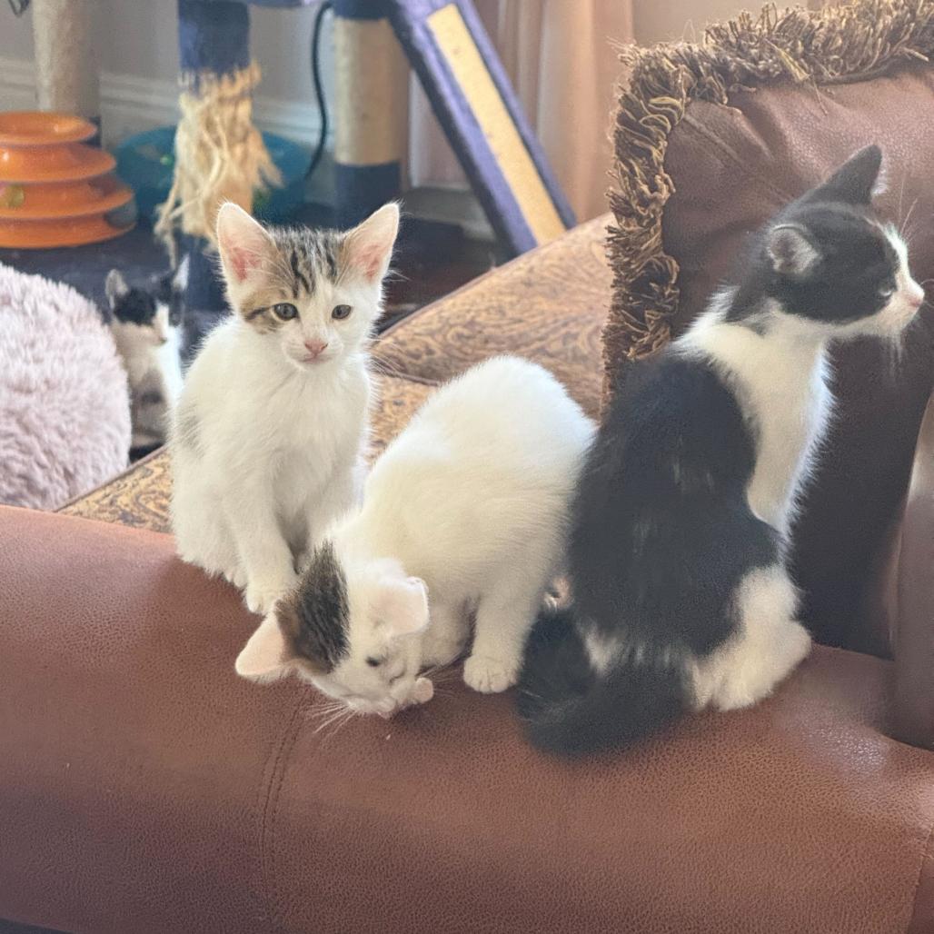 Enlarge Willow, a Adoptable Domestic Short Hair in Escondido, CA image 5/5