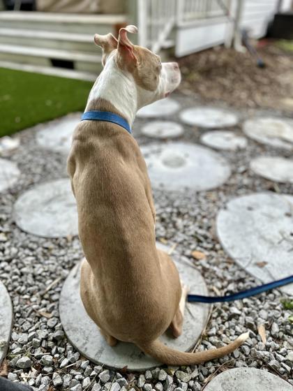 Faust(Frankie), Adoptable, Adult Male Pit Bull Terrier & Mixed Breed.