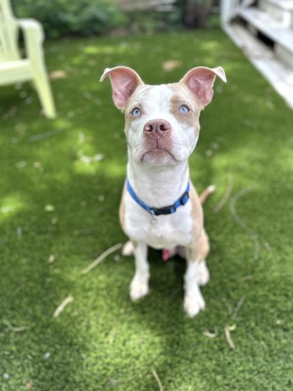 Faust(Frankie), a Adoptable mixed breed in New Orleans, LA image 2/3