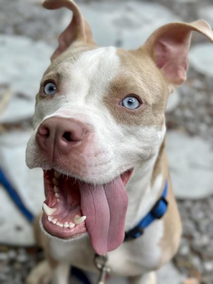 Faust(Frankie), a Adoptable mixed breed in New Orleans, LA image 3/3