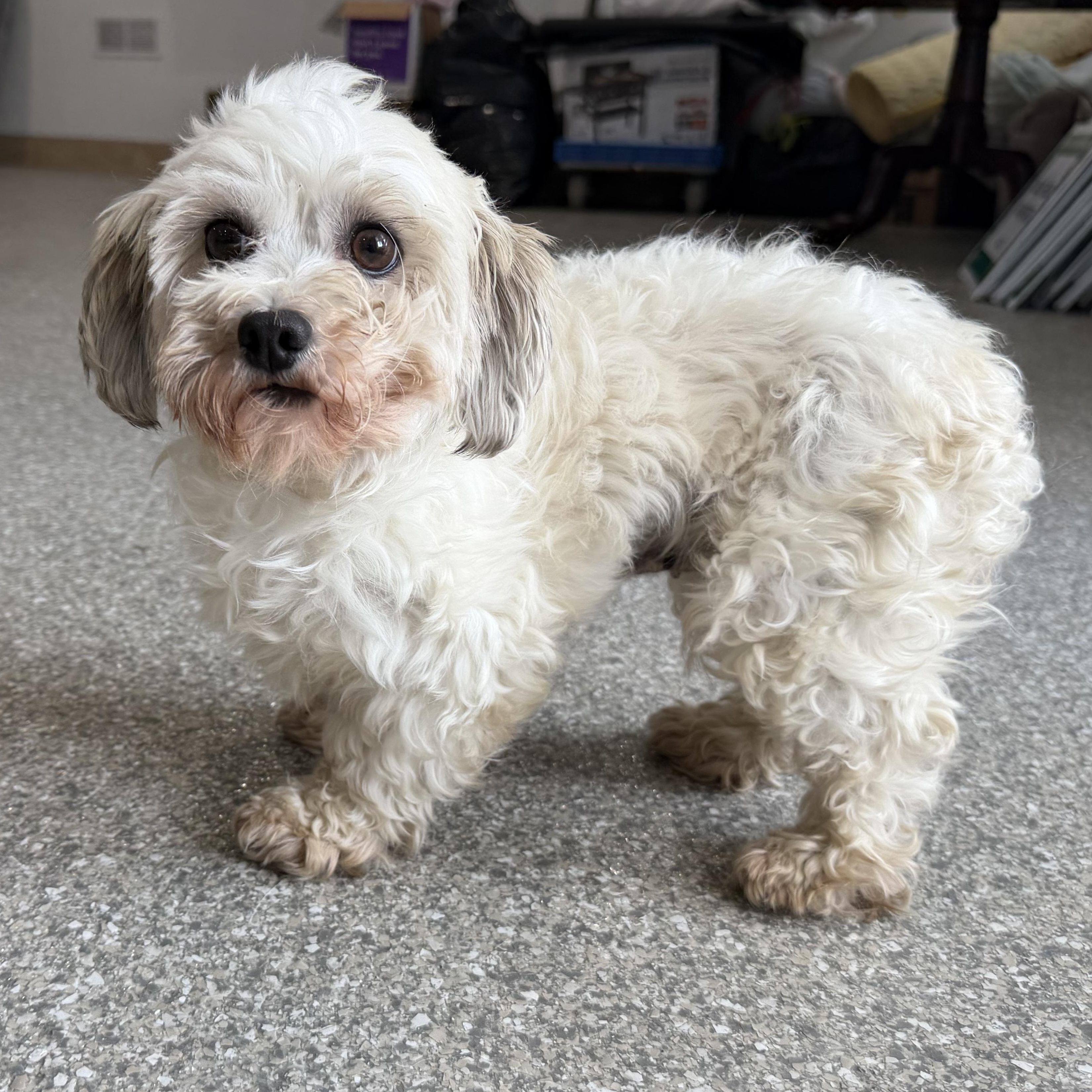 Enlarge Cutie, an adopted mixed breed in Latrobe, PA image 3/3