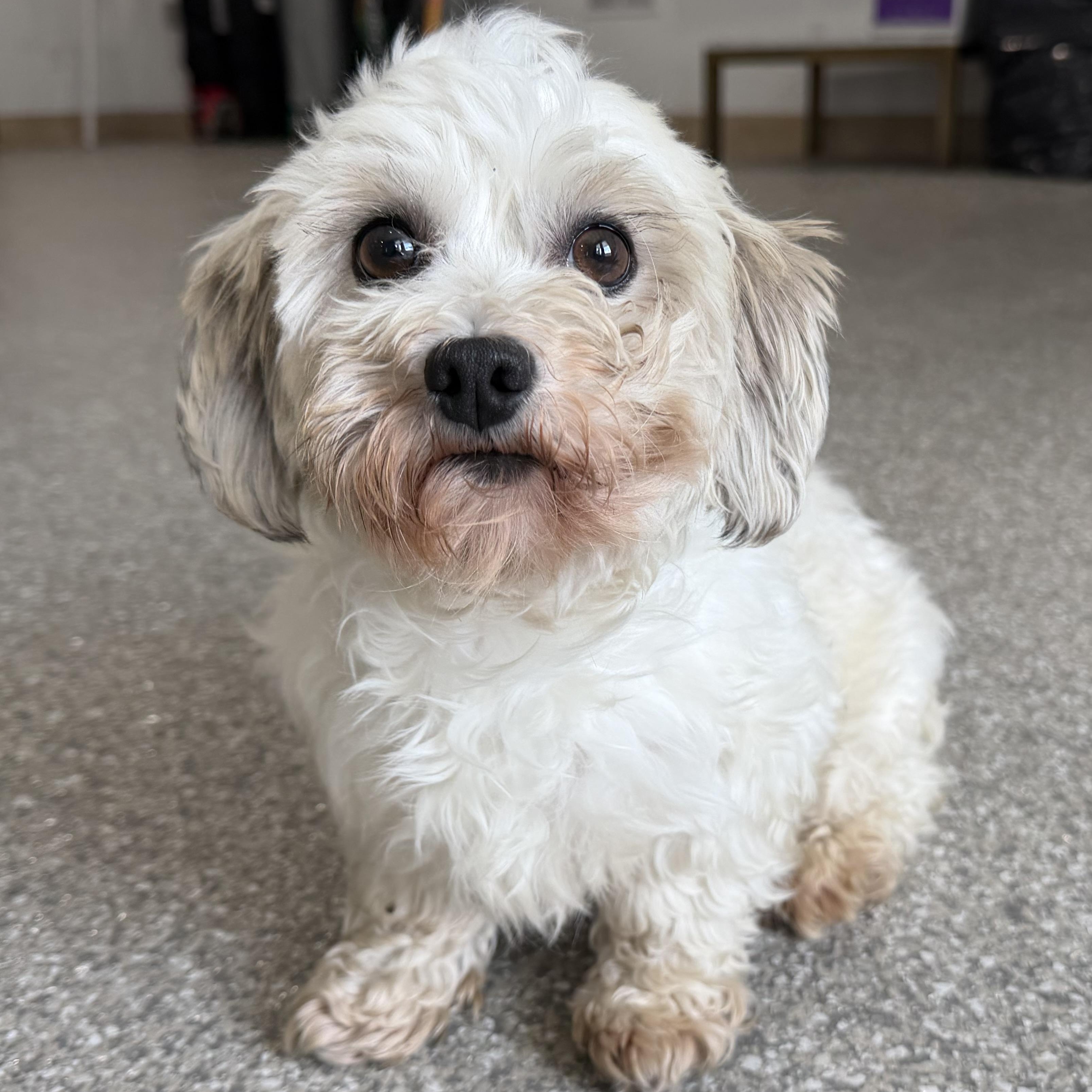 Cutie, adopted, Young Female Havanese.