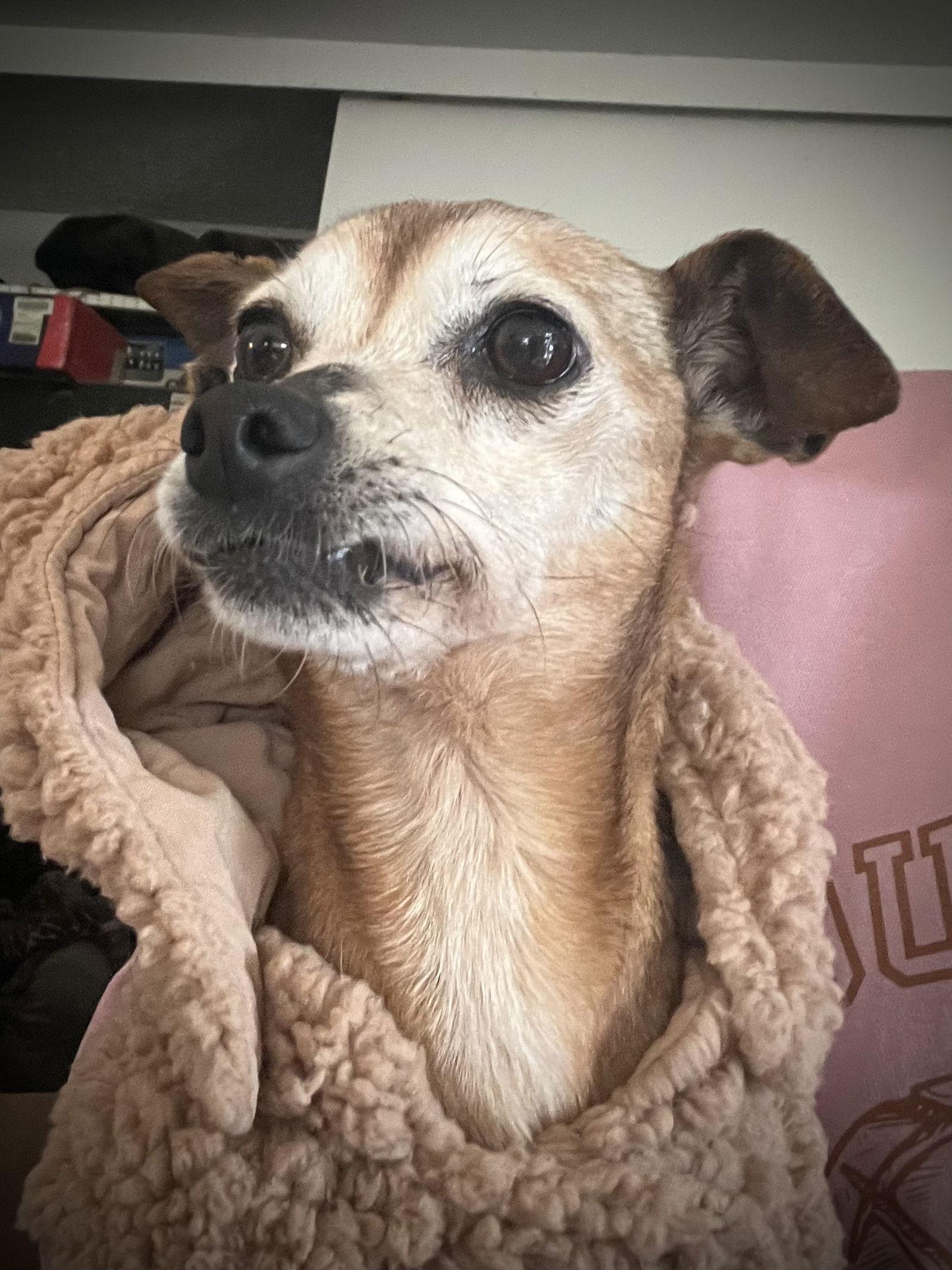 Veronica, Adoptable, Senior Female Manchester Terrier.