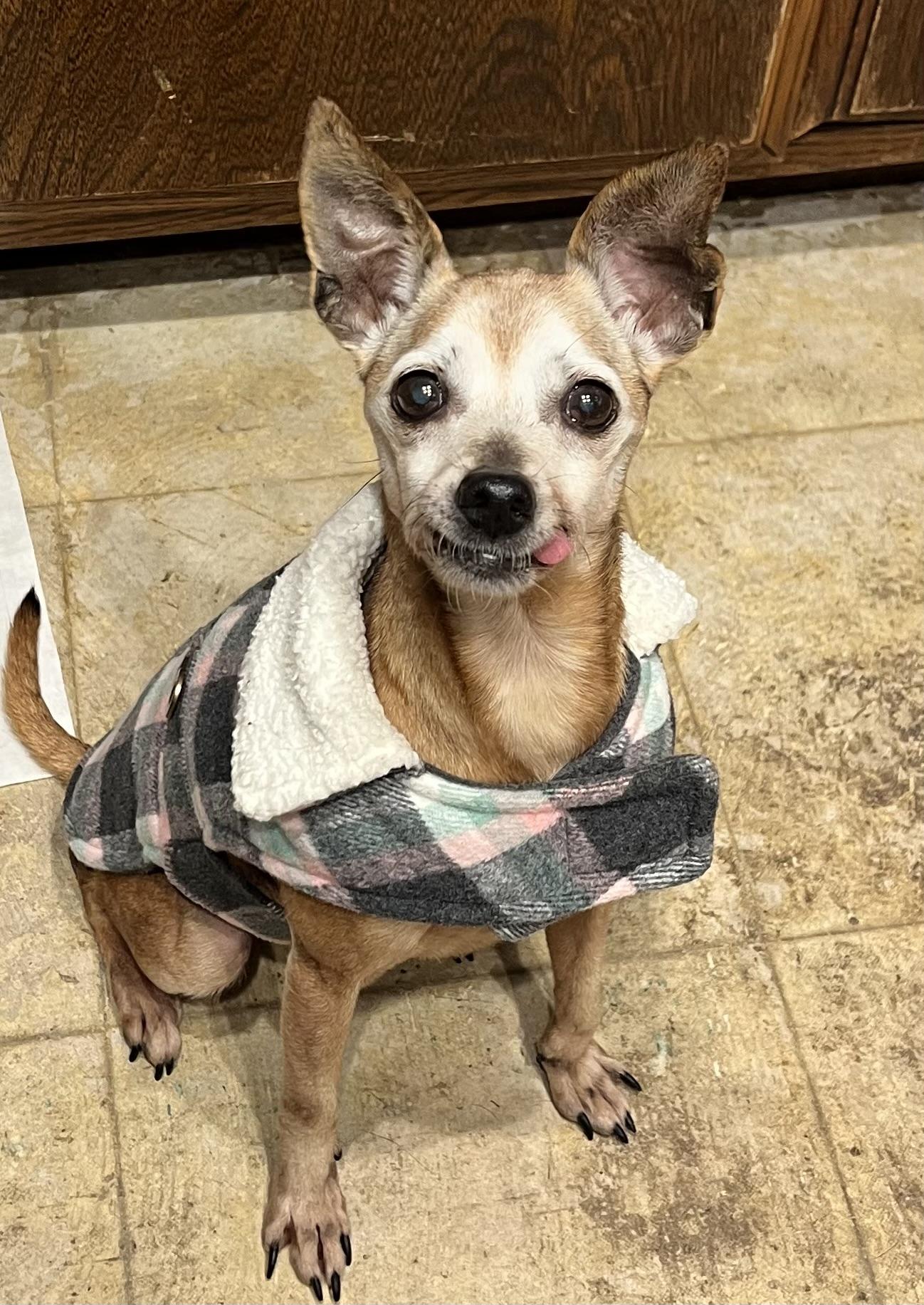 Veronica, Adoptable, Senior Female Manchester Terrier.