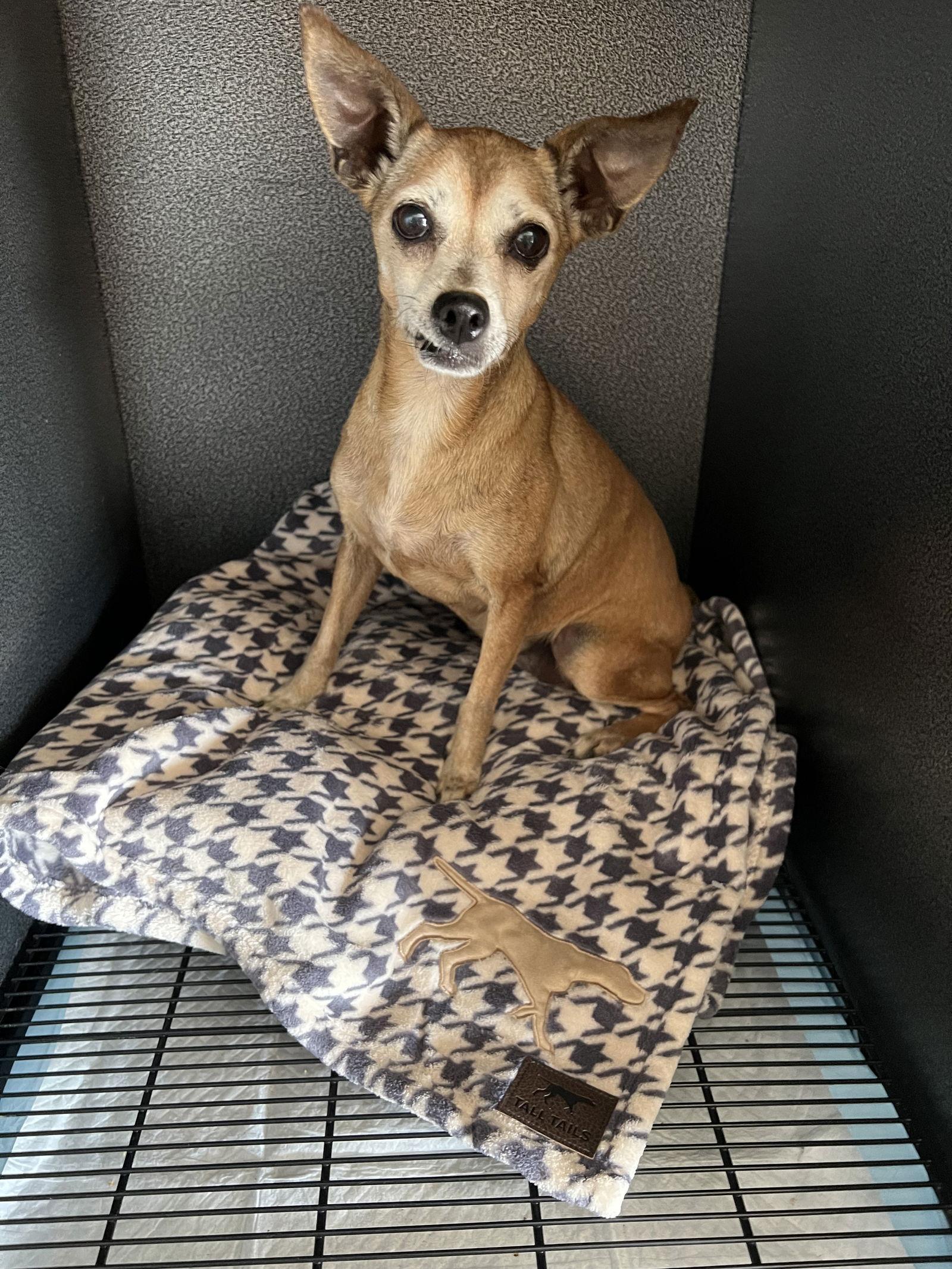 Enlarge Veronica, a Adoptable Manchester Terrier in Ramona, CA image 2/3