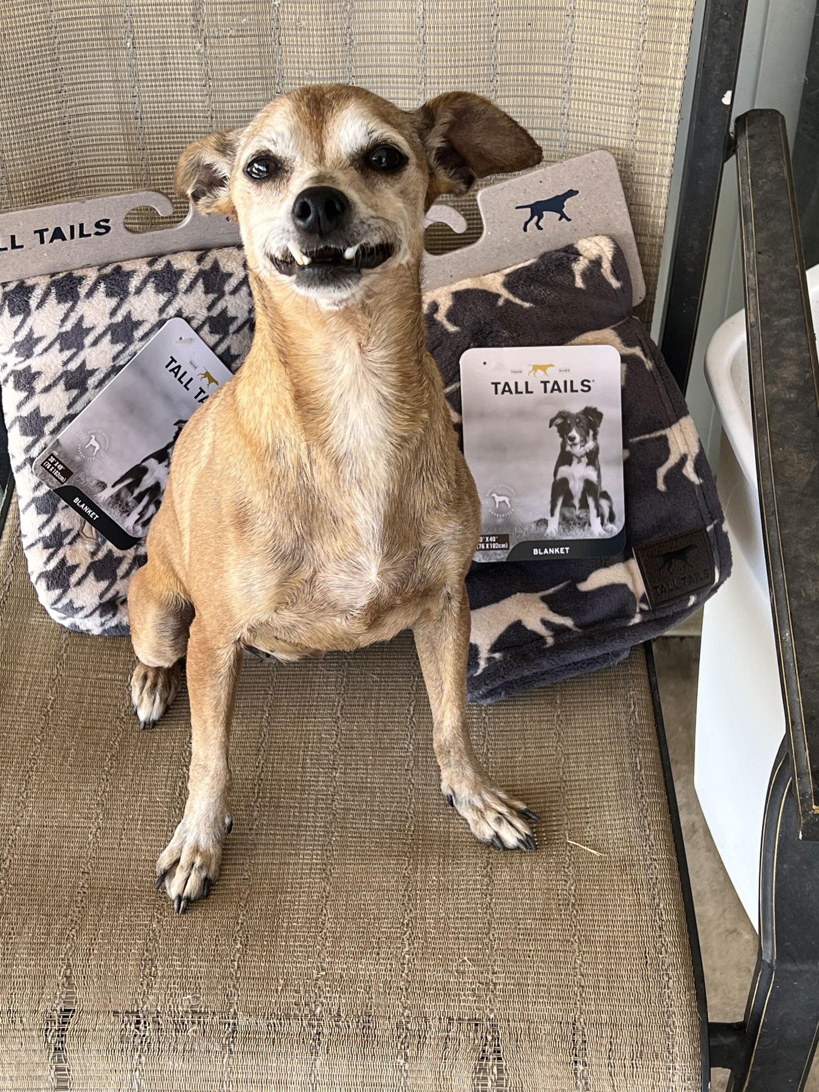 Enlarge Veronica, a Adoptable Manchester Terrier in Ramona, CA image 3/3