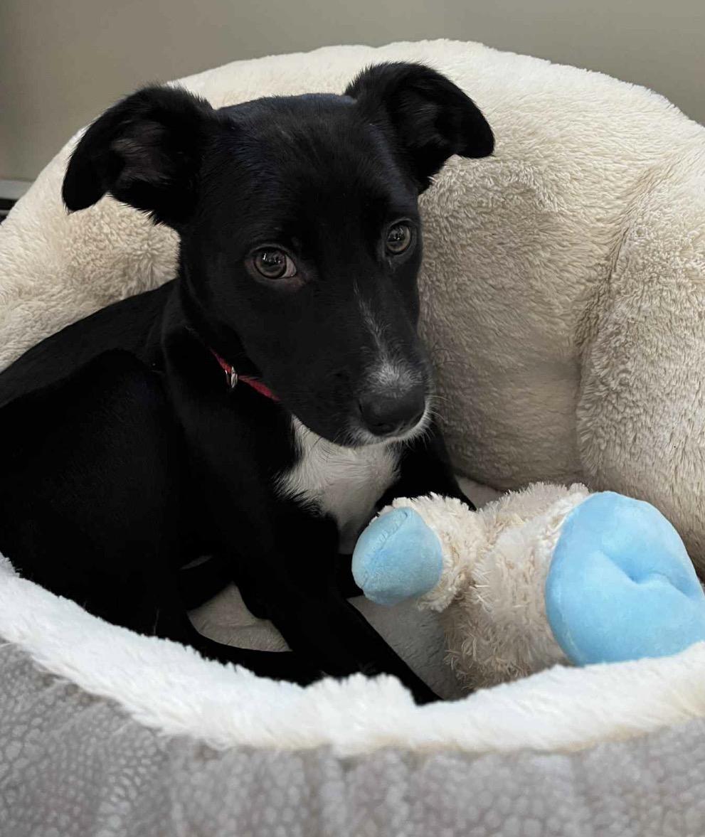 Mabel, Adoptable, Puppy Female Shepherd & Pit Bull Terrier.