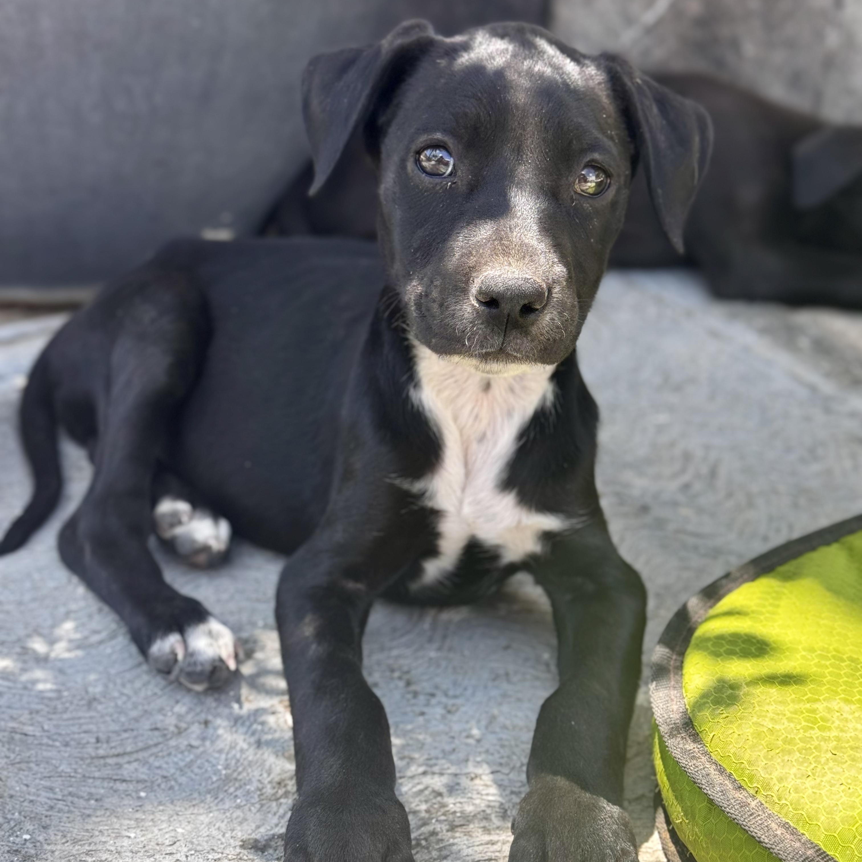 Enlarge Susan, a Adoptable mixed breed in Manvel, TX image 2/6