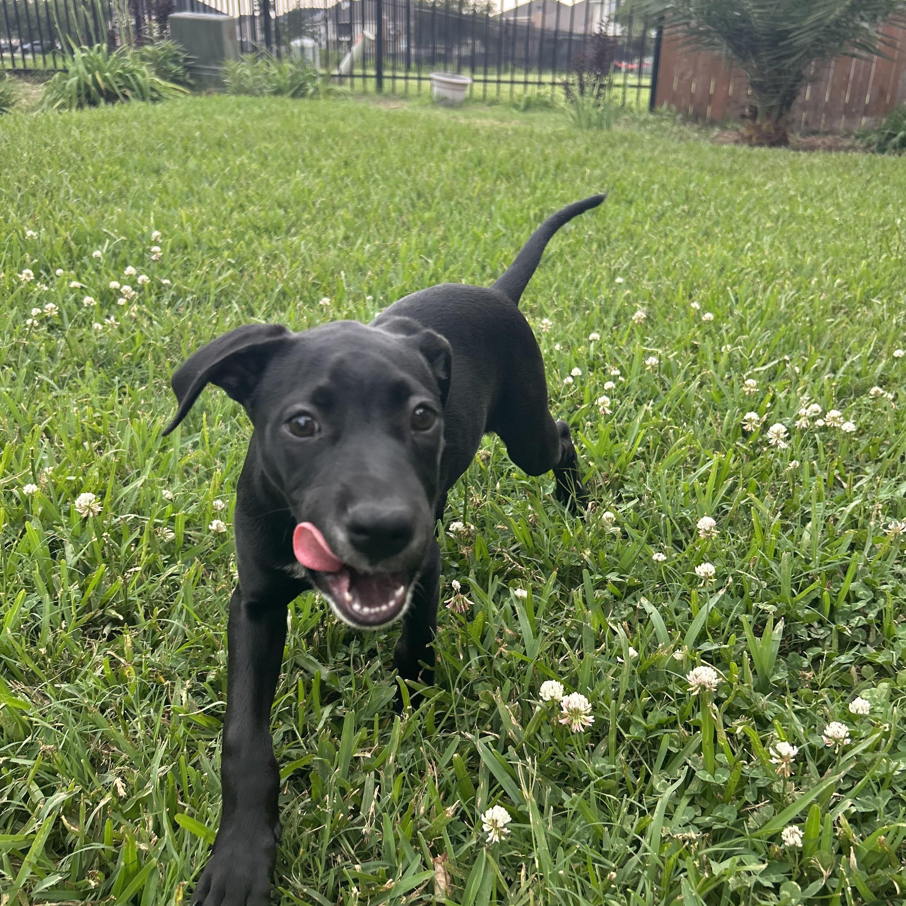 Susan, a Adoptable mixed breed in Manvel, TX image 2/6