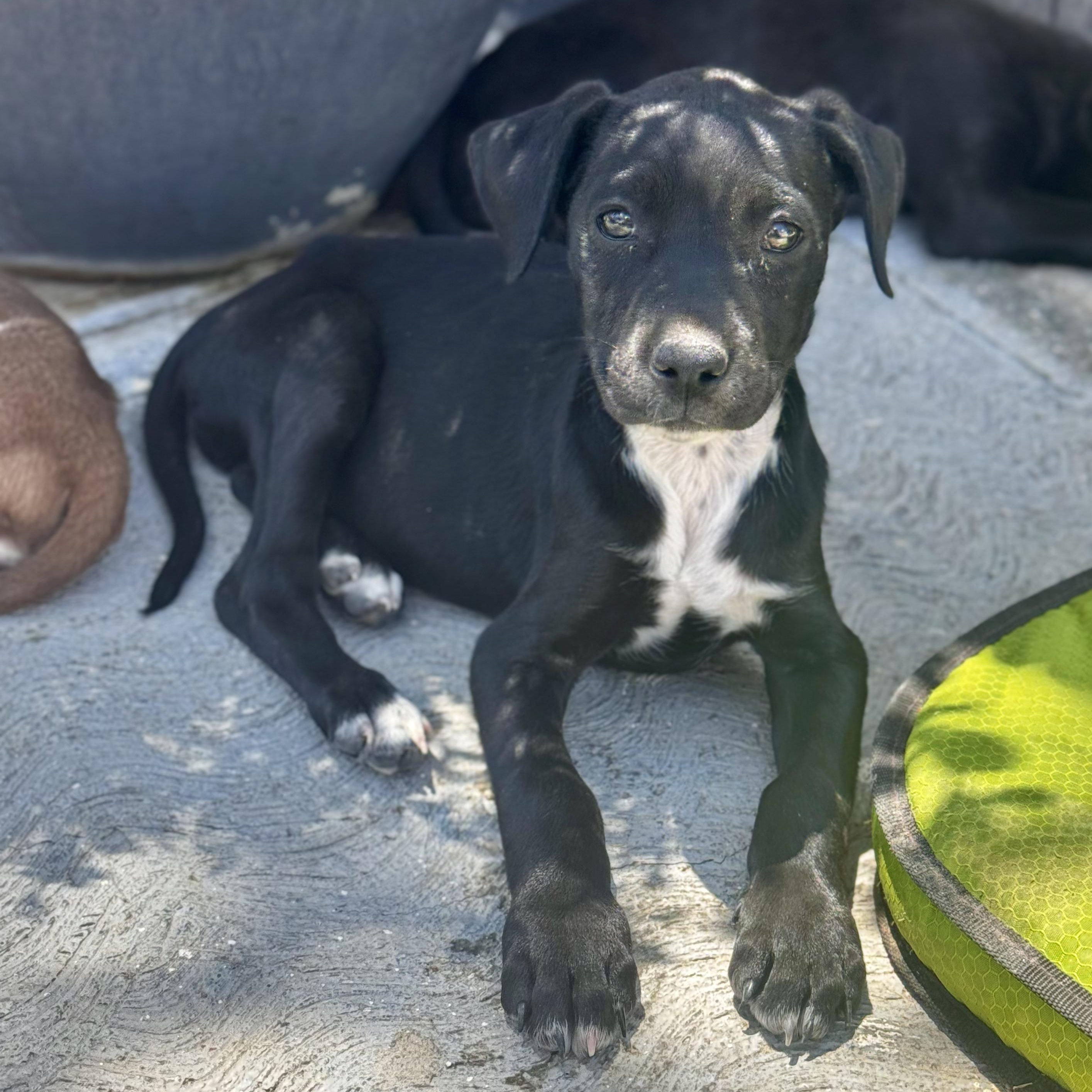 Enlarge Susan, a Adoptable mixed breed in Manvel, TX image 3/6