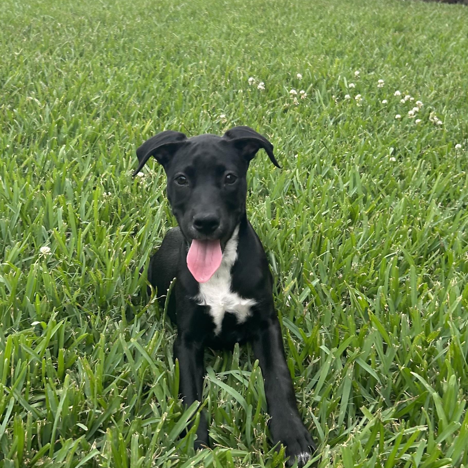 Susan, a Adoptable mixed breed in Manvel, TX image 6/6