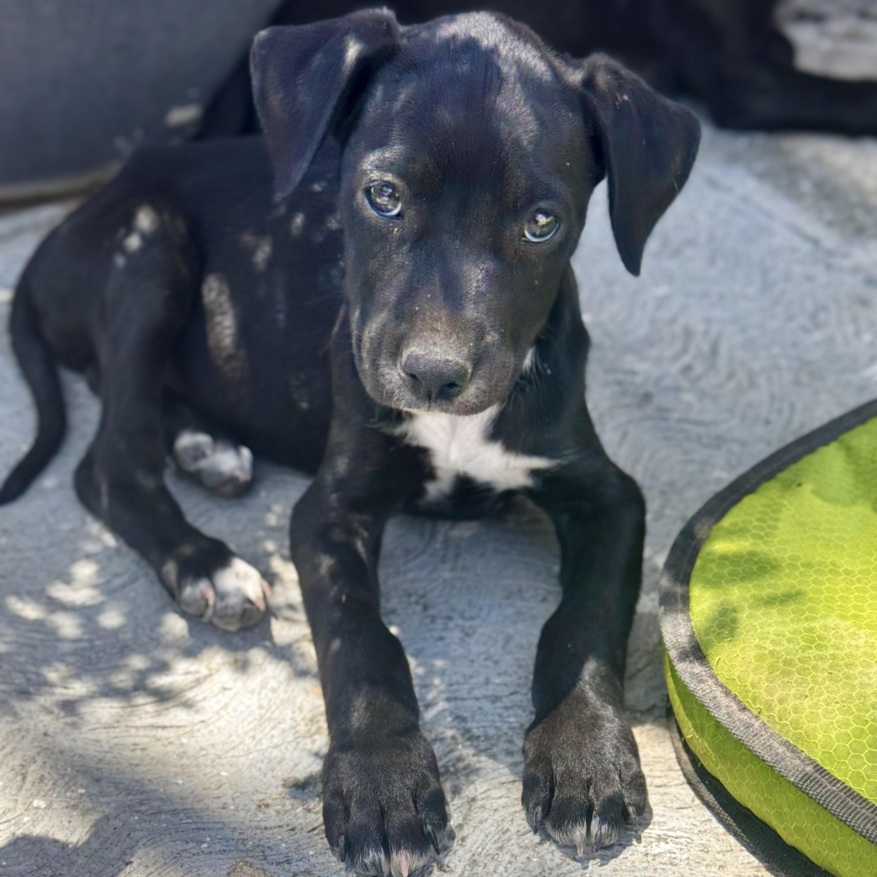 Enlarge Susan, a Adoptable mixed breed in Manvel, TX image 4/6