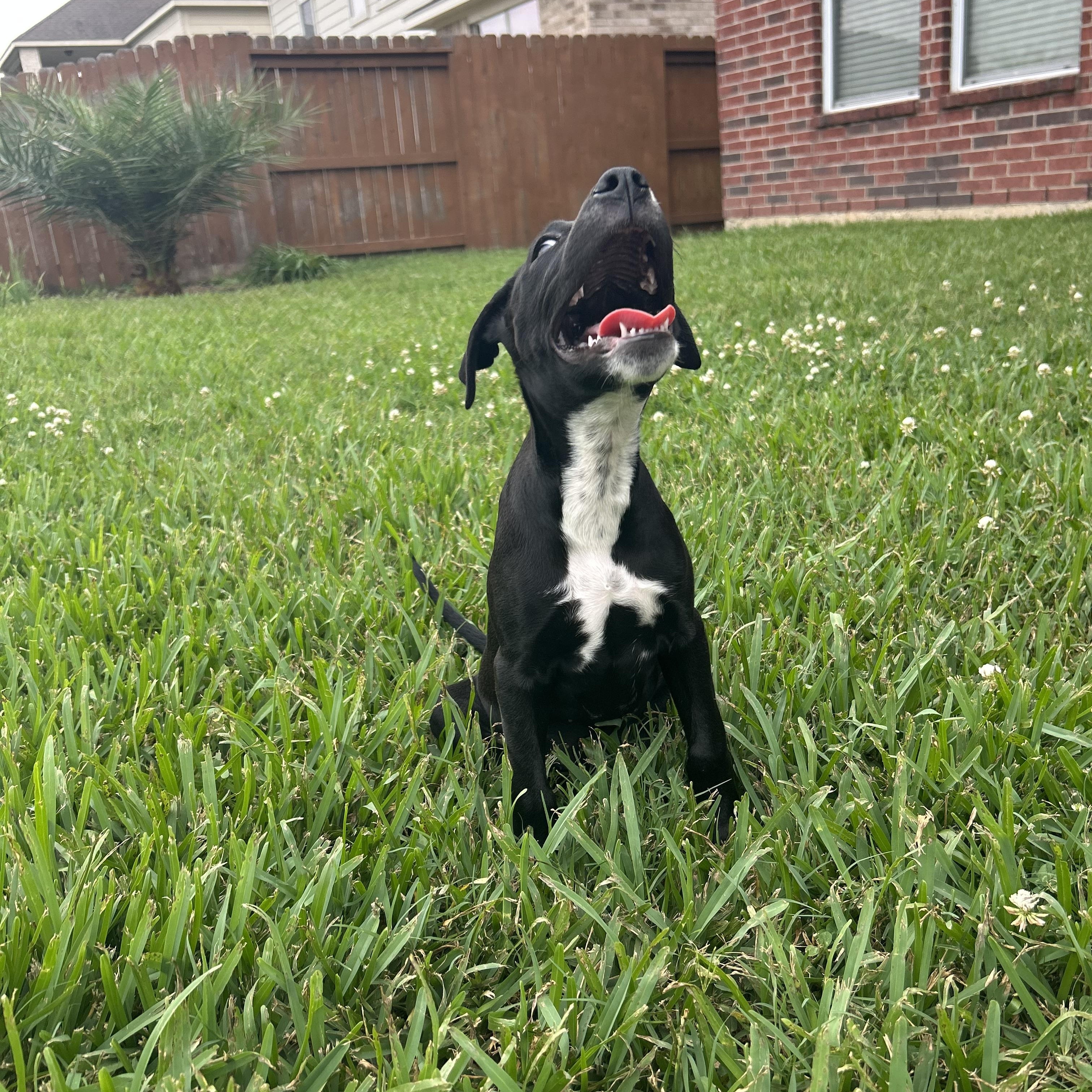 Susan, a Adoptable mixed breed in Manvel, TX image 3/6