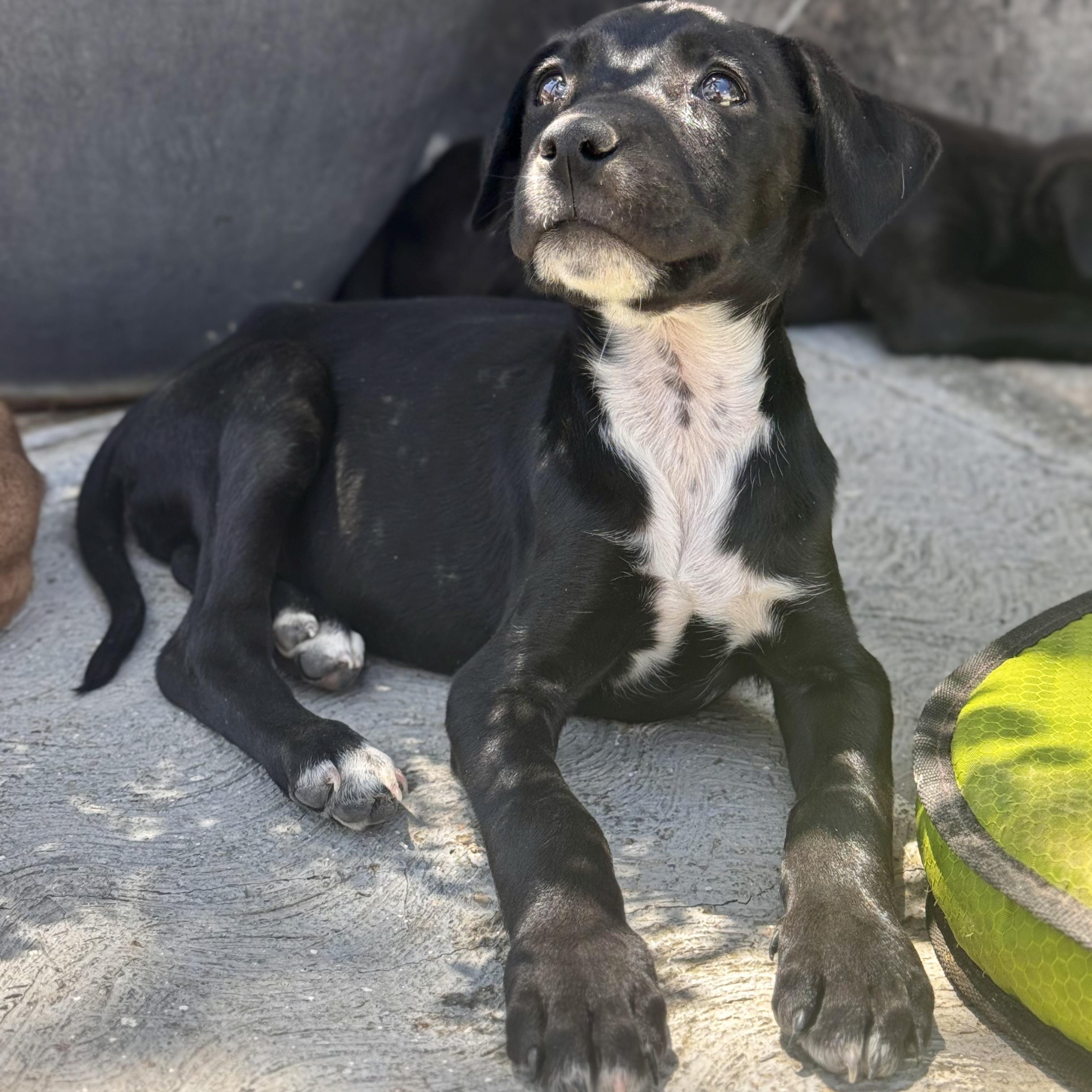 Enlarge Susan, a Adoptable mixed breed in Manvel, TX image 6/6