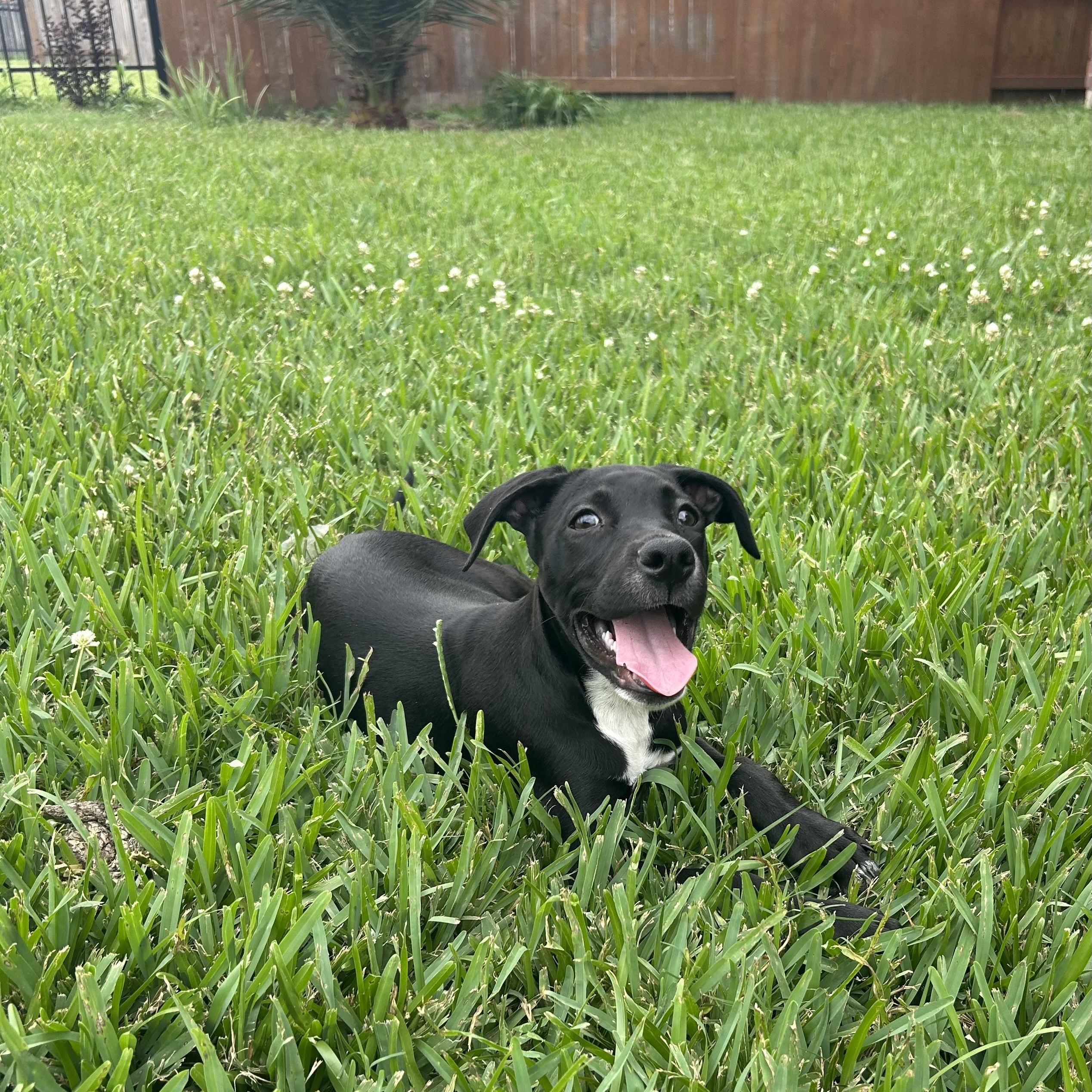 Susan, a Adoptable mixed breed in Manvel, TX image 1/6