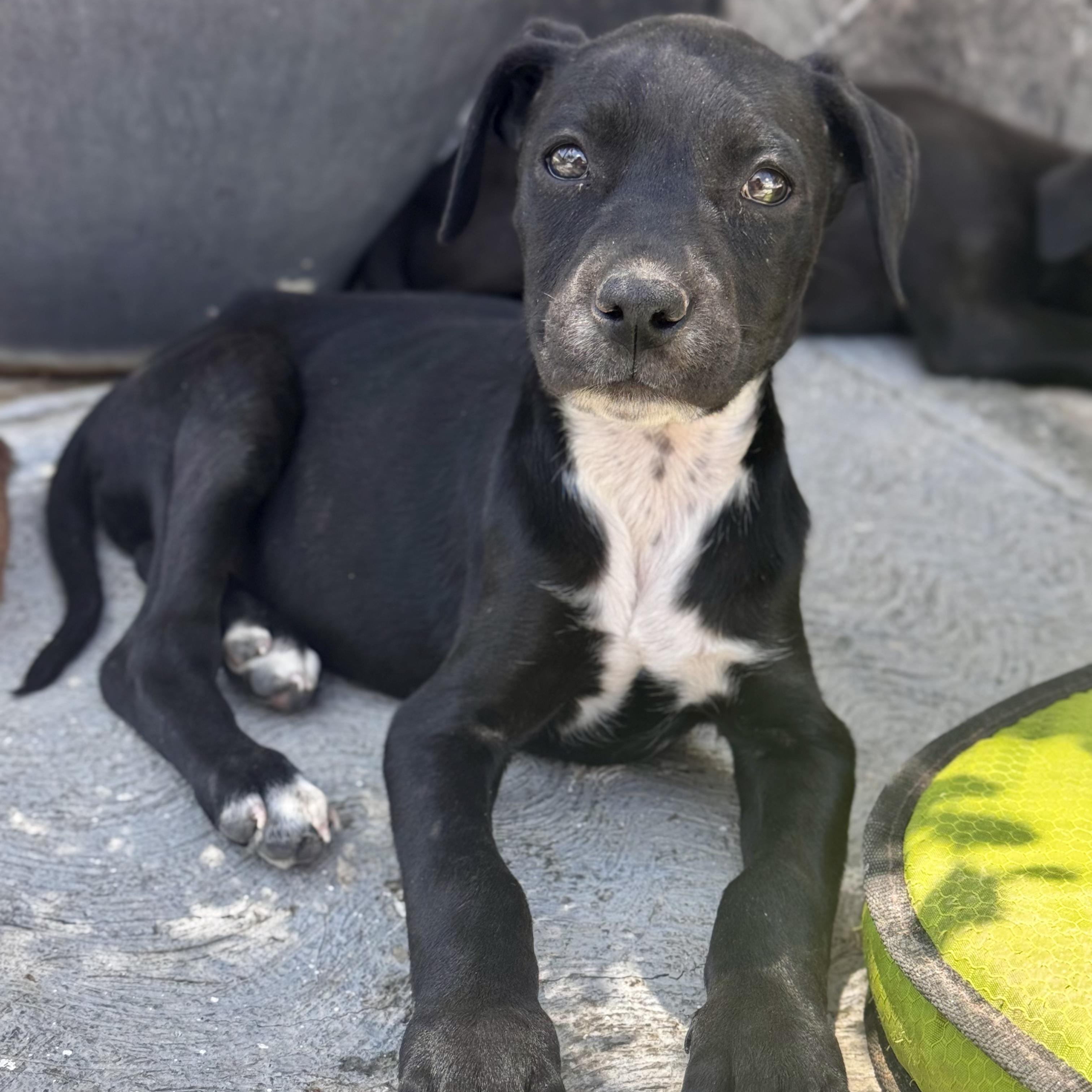Susan, Adoptable, Puppy Female Black Labrador Retriever.
