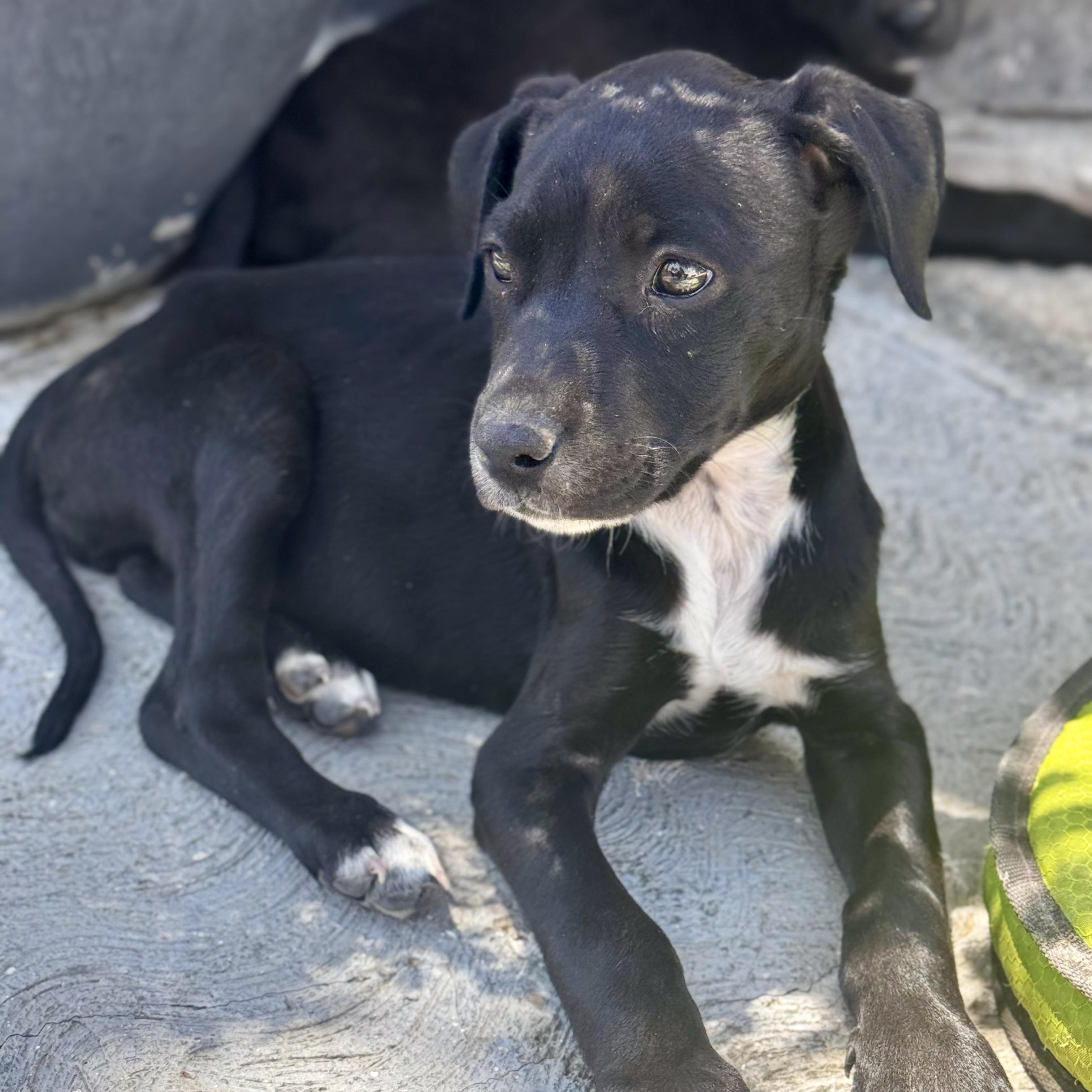 Enlarge Susan, a Adoptable mixed breed in Manvel, TX image 5/6