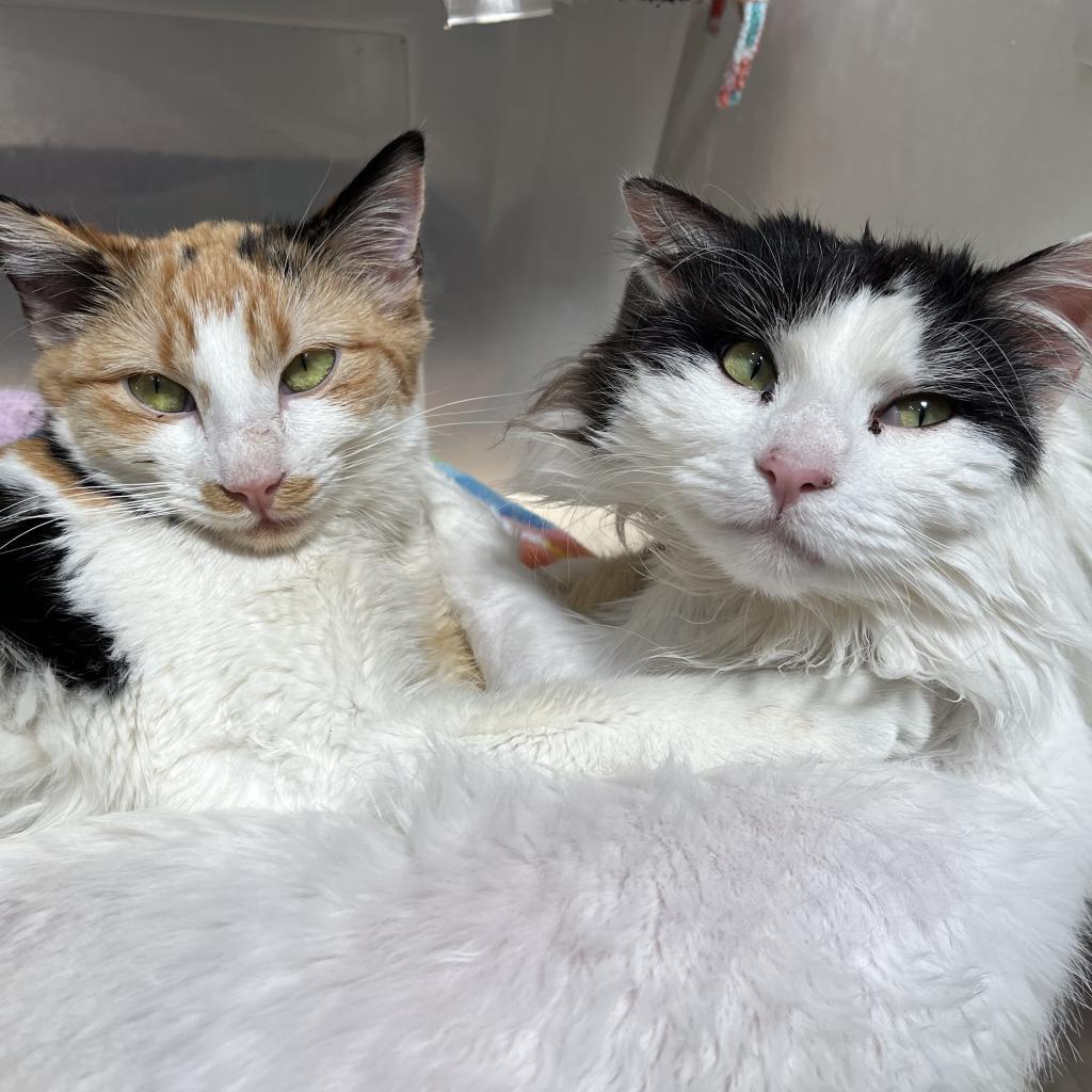 Precious — thumbnail 3