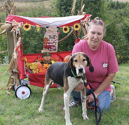 Harry Neil, a Adoptable Treeing Walker Coonhound in Westminster, MD image 1/3