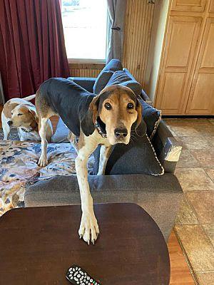 Harry Neil, a Adoptable Treeing Walker Coonhound in Westminster, MD image 2/3
