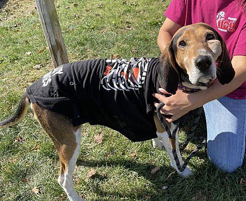 Harry Neil, a Adoptable Treeing Walker Coonhound in Westminster, MD image 3/3