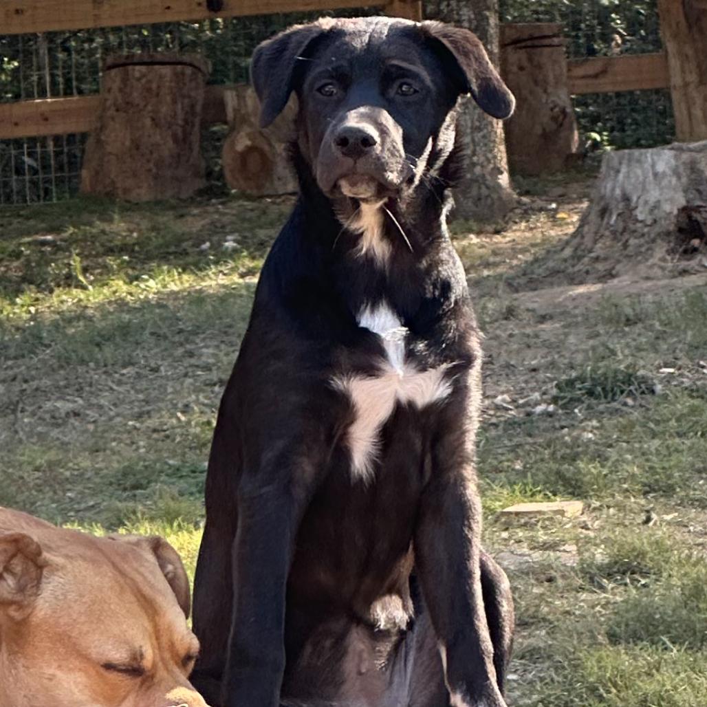 Enlarge Jelly, a Adoptable Mixed Breed in Duck River, TN image 1/2