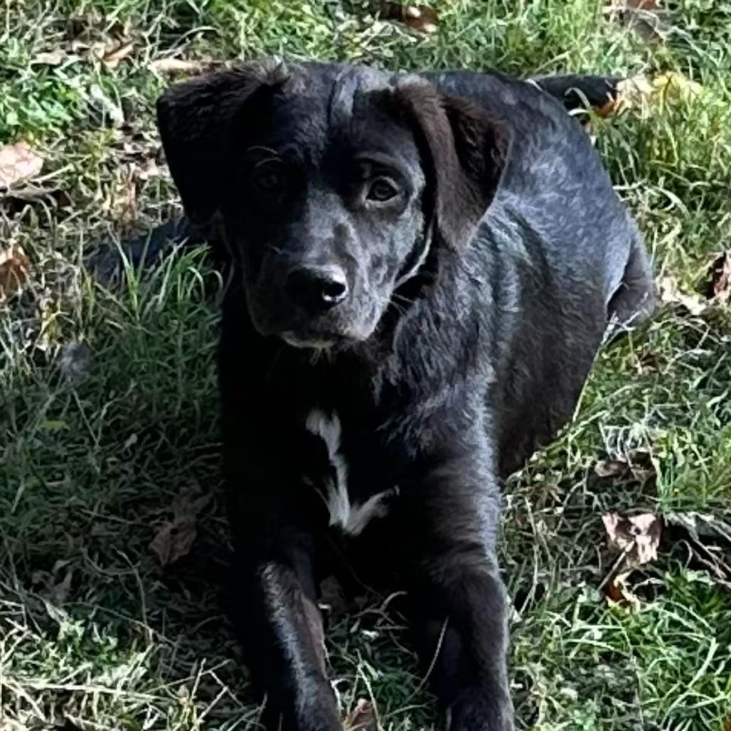 Enlarge Jelly, a Adoptable Mixed Breed in Duck River, TN image 2/2