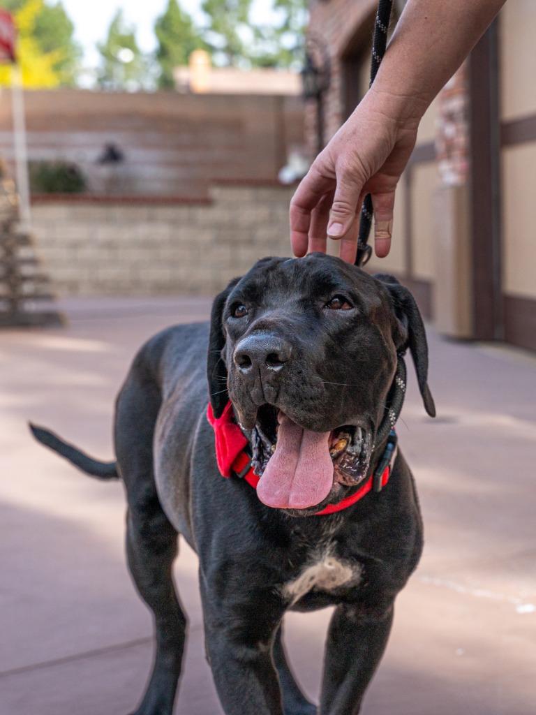 Dudley-Special Needs - Adopt Me!, Adoptable, Adult Male Mastiff & Labrador Retriever.