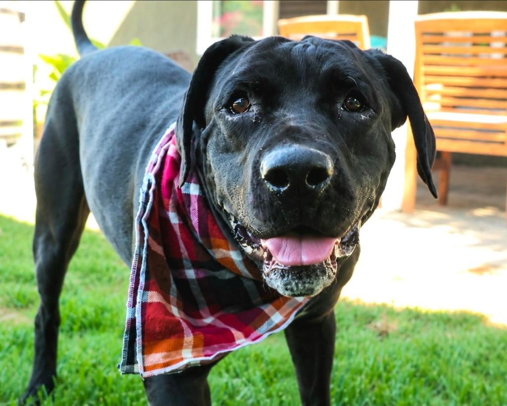 Dudley-Special Needs - Adopt Me!, a Adoptable Cane Corso in Lake Forest, CA image 2/5