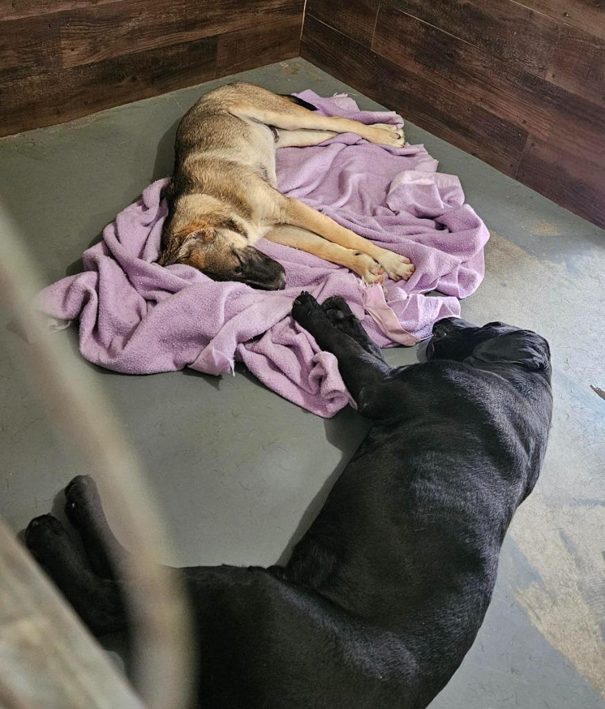 Dudley-Special Needs - Adopt Me!, Adoptable, Adult Male Labrador Retriever.