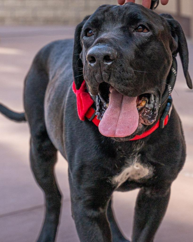Enlarge Dudley-Special Needs - Adopt Me!, a Adoptable mixed breed in Lake Forest, CA image 2/6