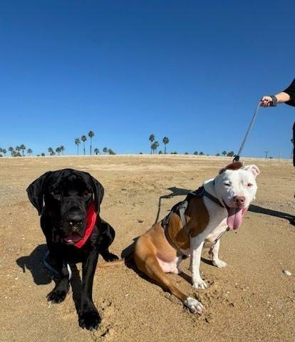 Enlarge Dudley-Special Needs - Adopt Me!, a Adoptable mixed breed in Lake Forest, CA image 3/6
