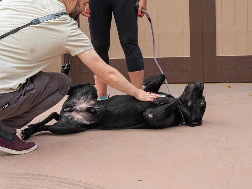 Dudley-Special Needs - Adopt Me!, a Adoptable mixed breed in Lake Forest, CA image 3/6