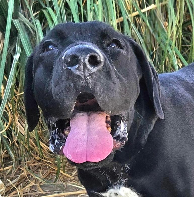 Enlarge Dudley-Special Needs - Adopt Me!, a Adoptable mixed breed in Lake Forest, CA image 2/6