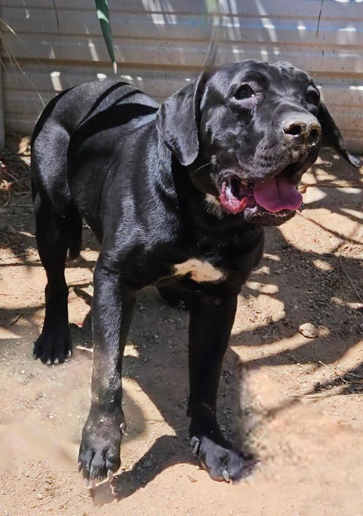 Enlarge Dudley-Special Needs - Adopt Me!, a Adoptable mixed breed in Lake Forest, CA image 3/6