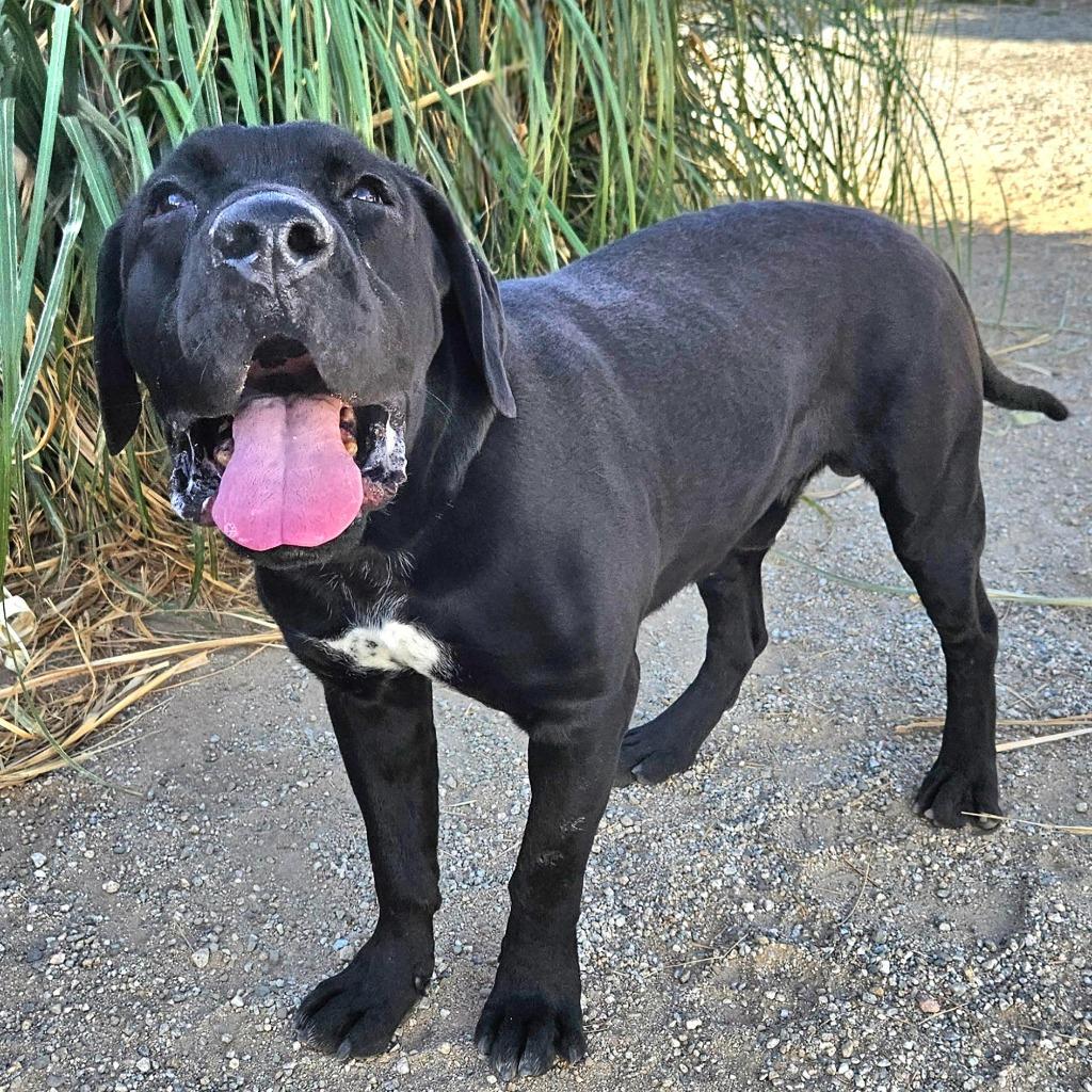 Enlarge Dudley-Special Needs - Adopt Me!, a Adoptable mixed breed in Lake Forest, CA image 4/6