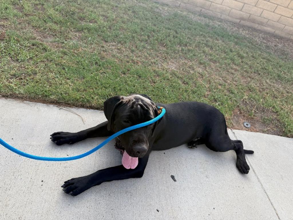 Enlarge Dudley-Special Needs - Adopt Me!, a Adoptable mixed breed in Lake Forest, CA image 5/6