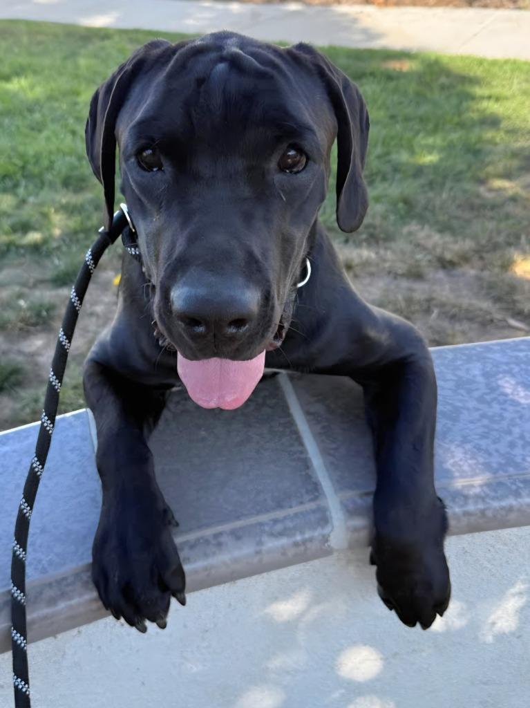 Dudley-Special Needs - Adopt Me!, a Adoptable mixed breed in Lake Forest, CA image 6/6