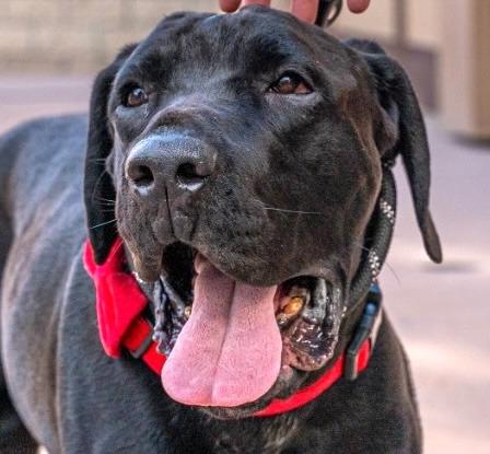 Dudley-Special Needs - Adopt Me!, a Adoptable Cane Corso in Lake Forest, CA image 4/5