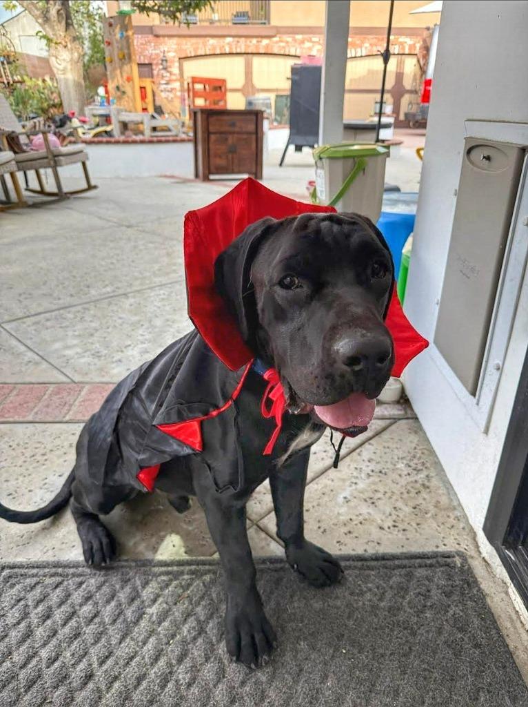 Enlarge Dudley-Special Needs - Adopt Me!, a Adoptable mixed breed in Lake Forest, CA image 6/6